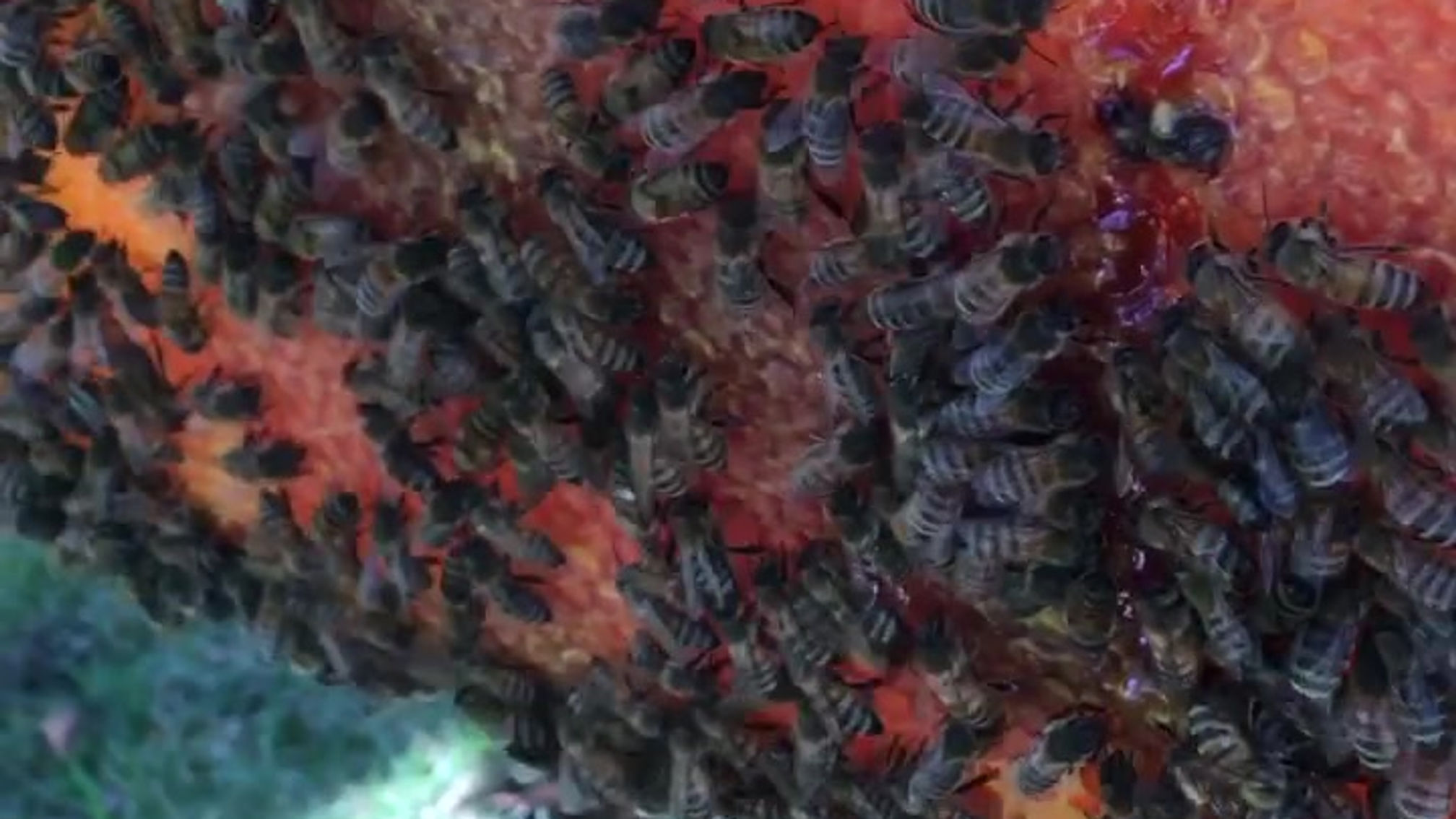 Bees on Fresh Honeycomb